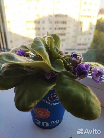 Сортовые фиалки