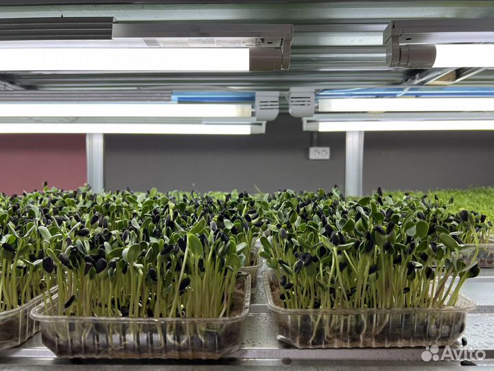 Свежая микрозелень