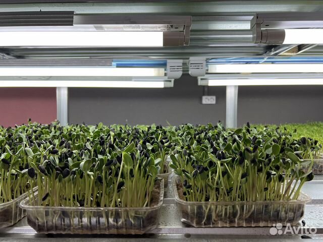 Свежая микрозелень