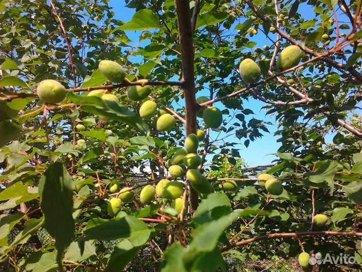 Продаём Саженцы