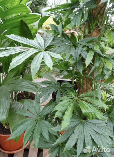 Антуриум многорассеченый