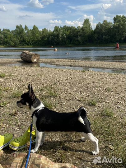 Вязка кобель чихуахуа