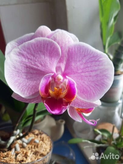 Орхидея фаленопсис