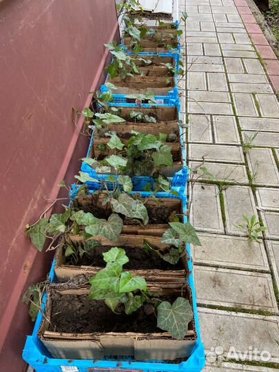 Плющ обыкновенный садовый