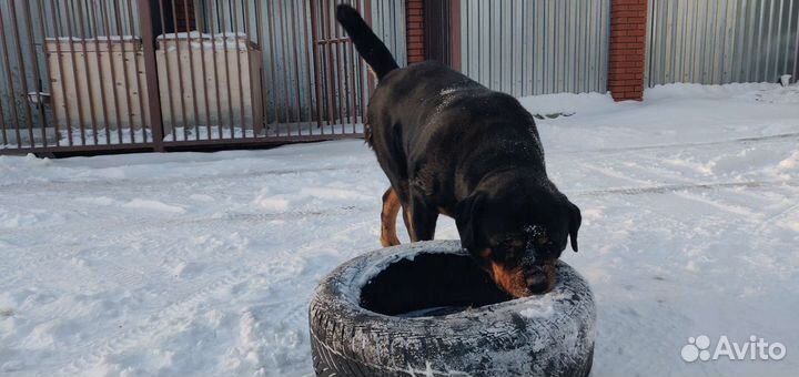 Ротвейлер на вязку