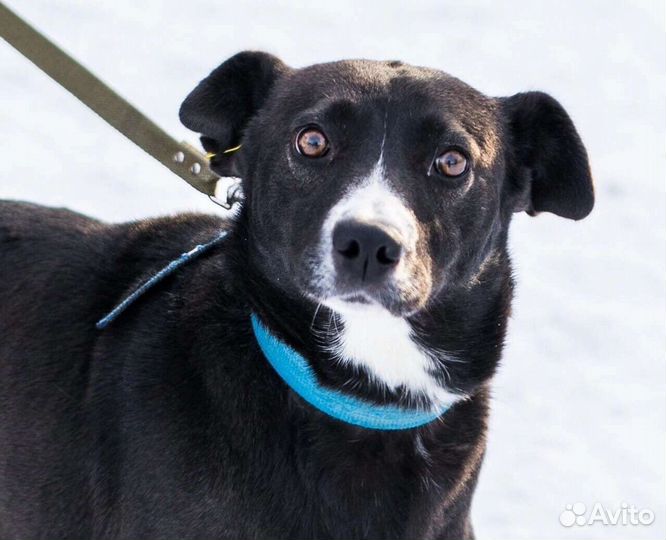 Собака Багира ищет дом