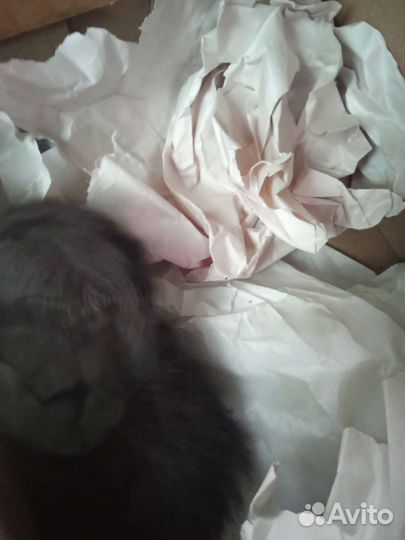 Отдам котенка в добрые руки