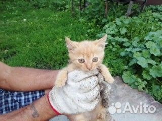 Продам котёнка