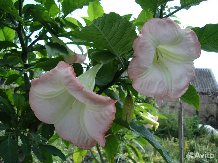 Бругмансия