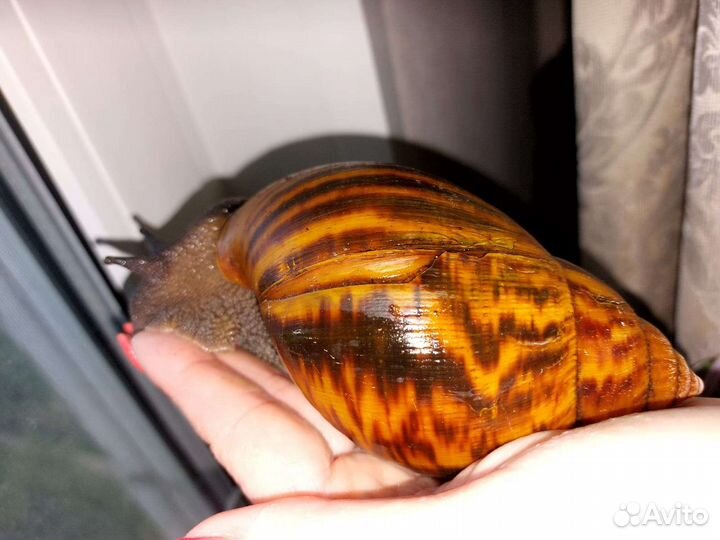 Улитки овумы