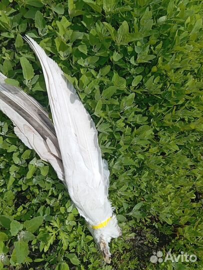 Гусиное крыло