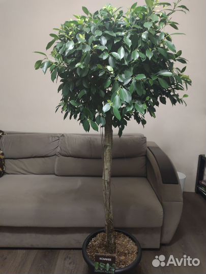 Фикус нитида 170 см+