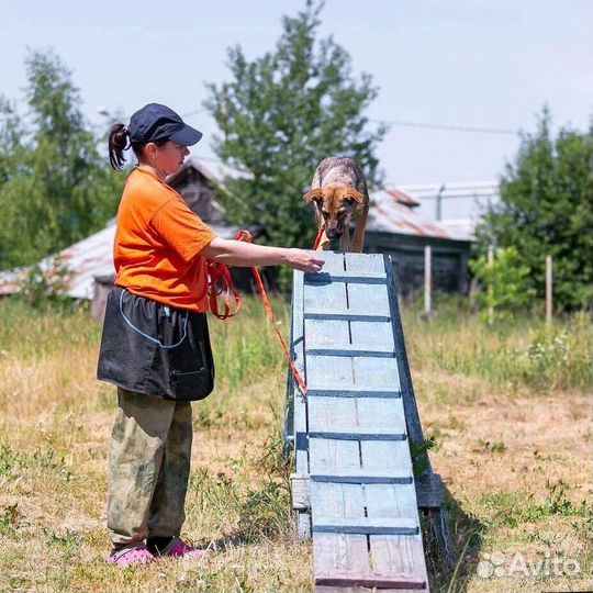 Щенок в дар