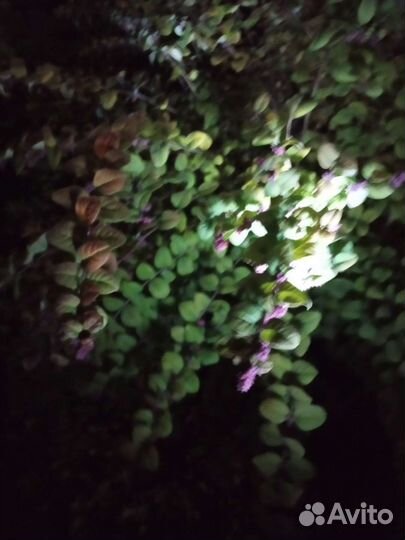 Снежноягодники разные