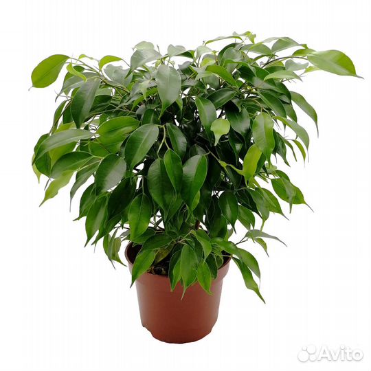 Фикус,Бегония,Декабрист,Хлорофитум,Герань