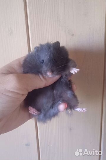 Сирийские ангорские хомяки, клетки, корм