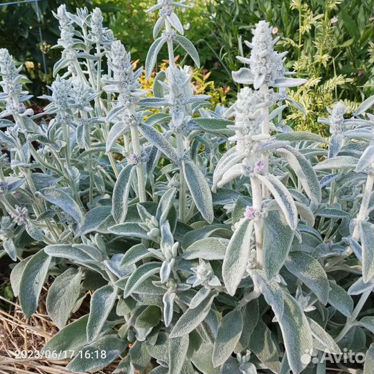 Многолетники:дицентра,медуница,традесканция,чистец