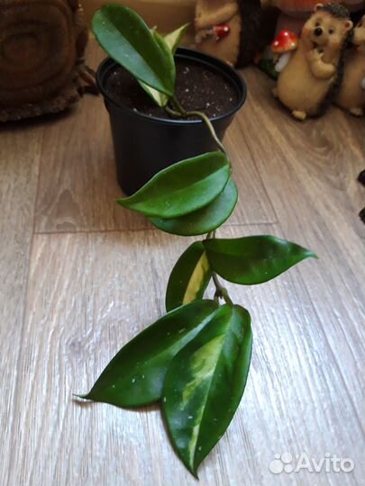 Хойя вариегатная Tricolor