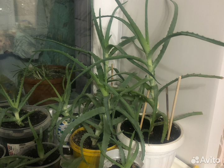 Алоэ лечебный