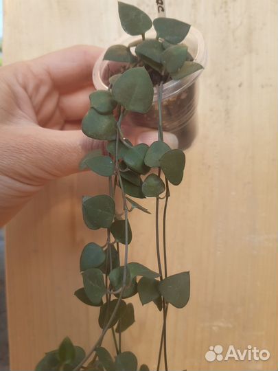 Церопегии, разные виды