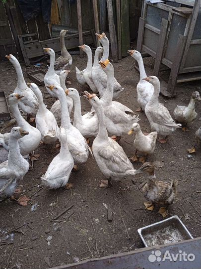 Домашняя птица