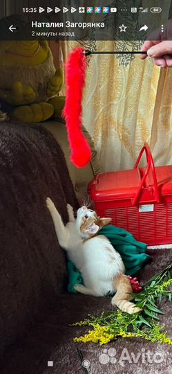 Рыже-белый котенок девочка в дар 2 мес