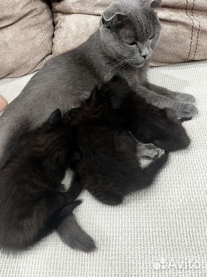 Подарим котят