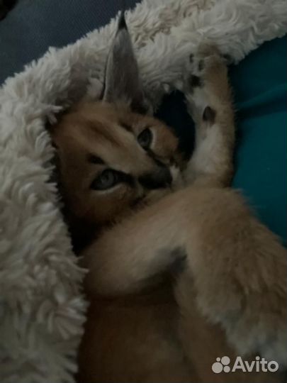 Каракет котенок