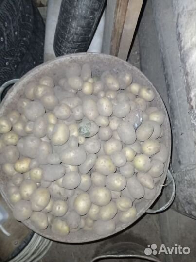 Мелкая картошка