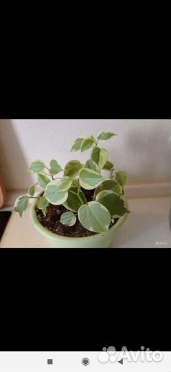 Пеперомия скандекс