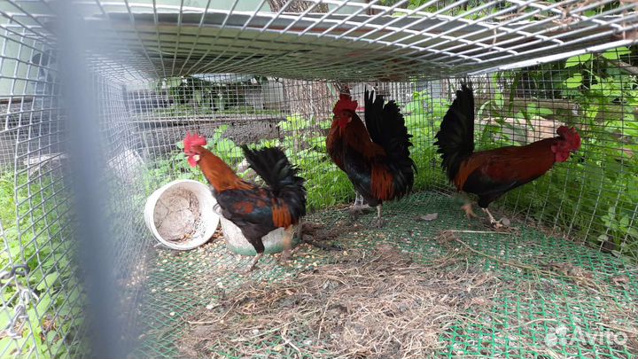 Куры петухи