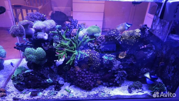 Морской аквариум 550л