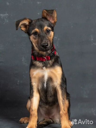 Щенок девочка в добрые руки