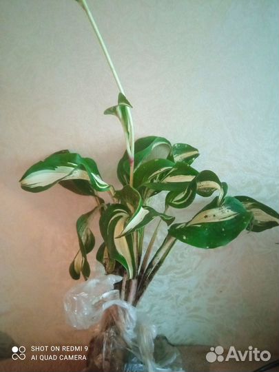 Ромашка, Пионы, Хоста, Астильба, Примула, Бодан