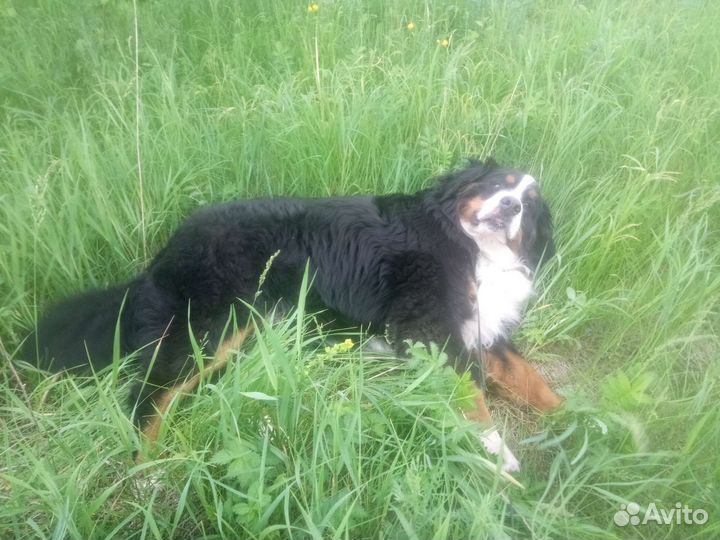 Бернский зенненхунд вязка