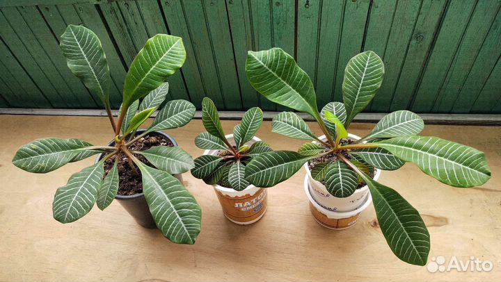 Молочай беложильчатый