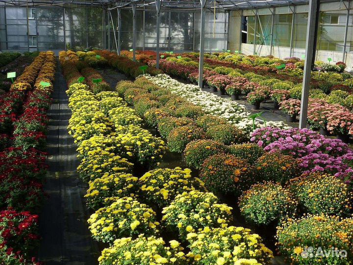 Питомник растений