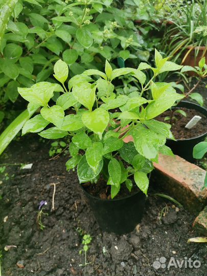 Гортензия крупнолистовая