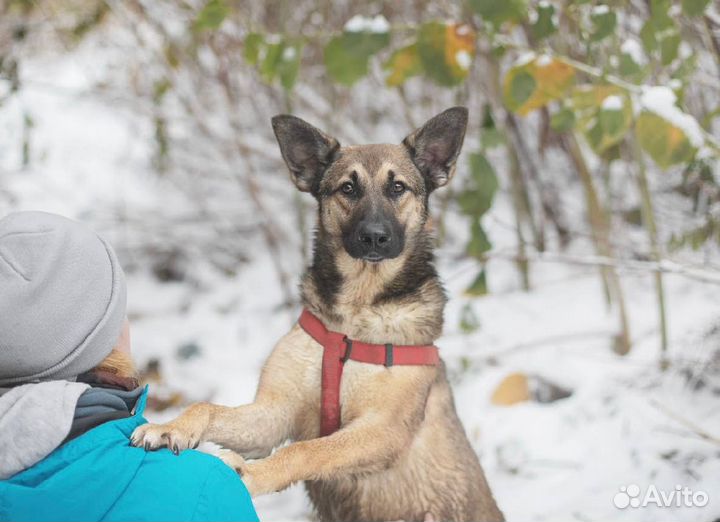 Собака в добрые руки
