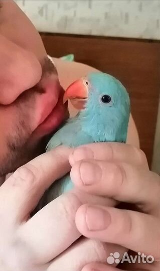 Попугай ожереловый, монах квакер, амазон, ручные