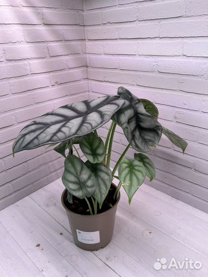 Алоказия Серебряный Дракон (Silver Dragon)