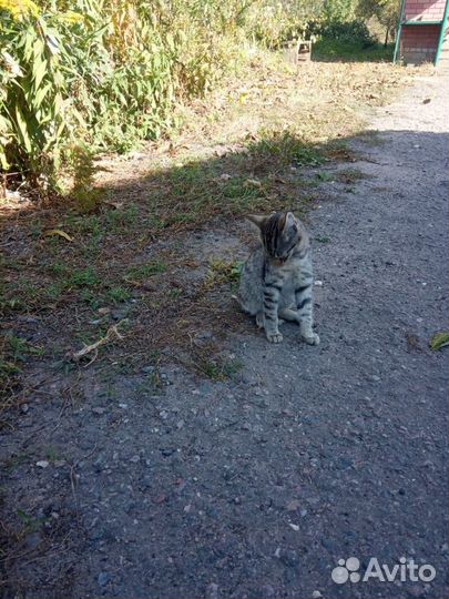 Котята в добрые руки бесплатно