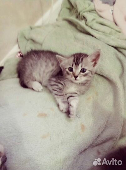 Котята в добрые руки)