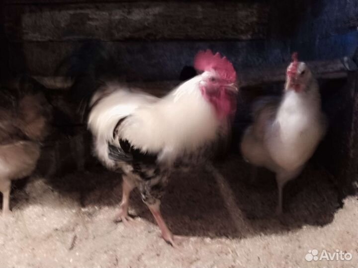 Куры петухи