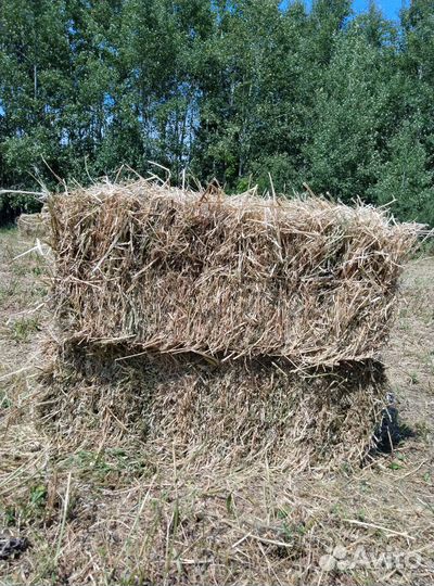 Сено люцерны в тюках