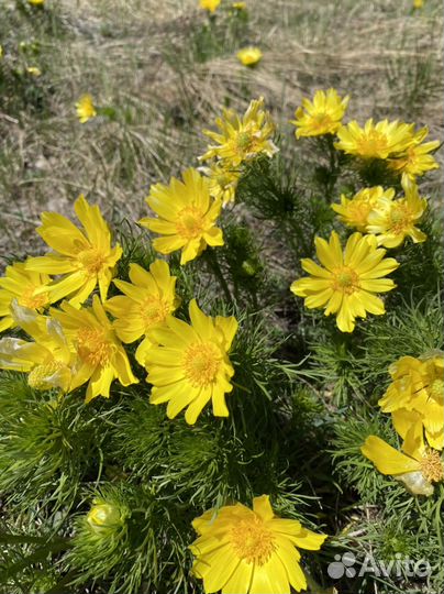 Продавец в ритуальный магазин