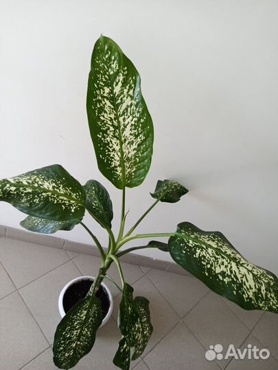 Диффенбахия