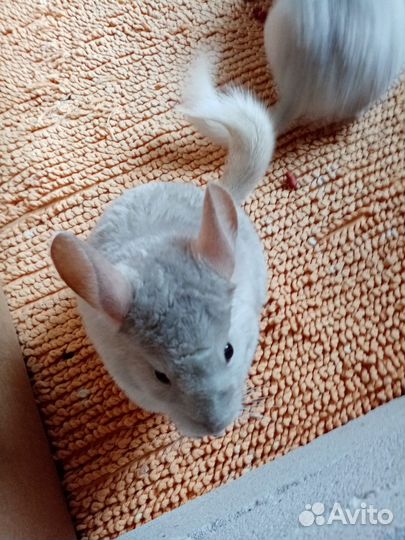 Бежевый фиолет 3 девочки, стандарт мал нф