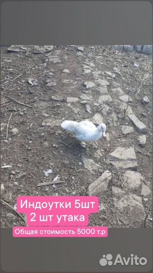 Идоутки, цесарки. 2 петушка