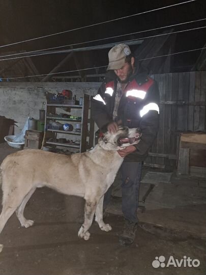 Вязка собак